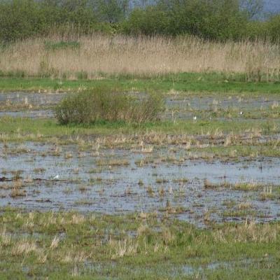 2008 Kuidas Elad Laemmijaerv 1050 20170321 1607242933