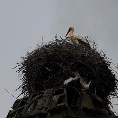 2008 Kuidas Elad Laemmijaerv 165 20170321 1994326890