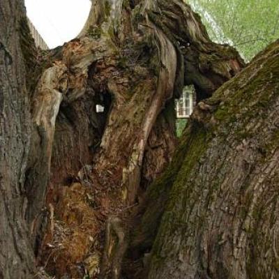 2008 Kuidas Elad Laemmijaerv 167 20170321 1485190930