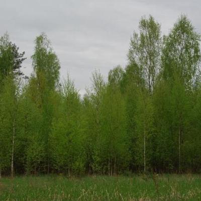 2008 Kuidas Elad Laemmijaerv 188 20170321 1302014780