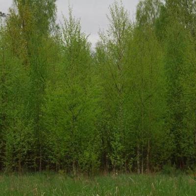 2008 Kuidas Elad Laemmijaerv 189 20170321 1118014568