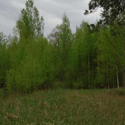 2008 Kuidas Elad Laemmijaerv 190 20170321 1592546723