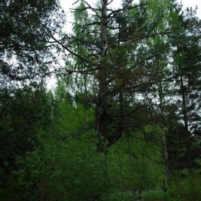 2008 Kuidas Elad Laemmijaerv 198 20170321 1616821005