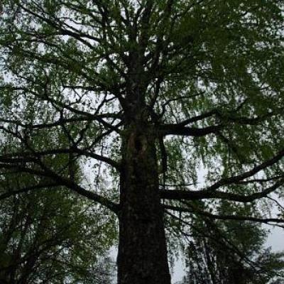 2008 Kuidas Elad Laemmijaerv 199 20170321 1261233200