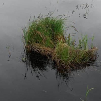 2008 Kuidas Elad Laemmijaerv 204 20170321 1883403408