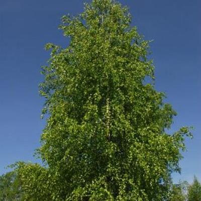 2008 Kuidas Elad Laemmijaerv 537 20170321 1405006050