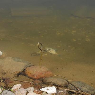 2008 Kuidas Elad Laemmijaerv 539 20170321 1921049354