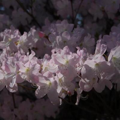 2008 Kuidas Elad Laemmijaerv 547 20170321 1570095548