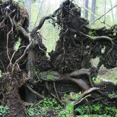 2008 Kuidas Elad Laemmijaerv 643 20170321 1187837051