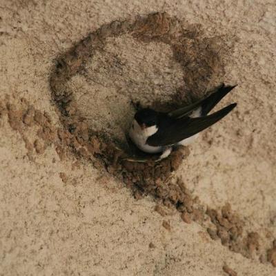 2008 Kuidas Elad Laemmijaerv 654 20170321 1861320776