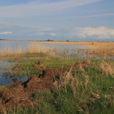 2008 Kuidas Elad Laemmijaerv 675 20170321 1488755957