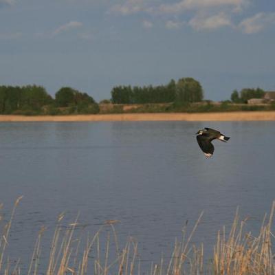 2008 Kuidas Elad Laemmijaerv 676 20170321 1786712720