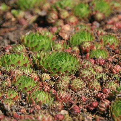 2008 Kuidas Elad Laemmijaerv 729 20170321 1208223833