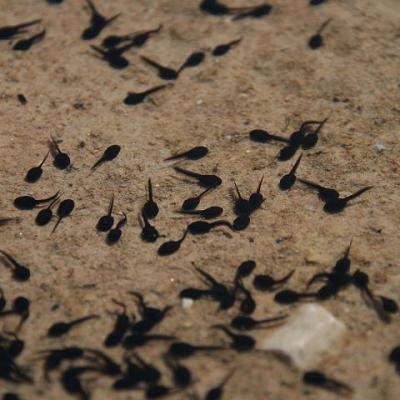 2008 Kuidas Elad Laemmijaerv 734 20170321 1144756895