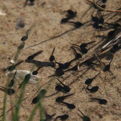 2008 Kuidas Elad Laemmijaerv 735 20170321 1295553312