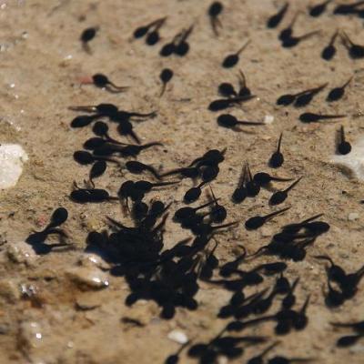 2008 Kuidas Elad Laemmijaerv 736 20170321 1293482925