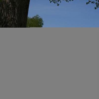 2008 Kuidas Elad Laemmijaerv 813 20170321 1982475744