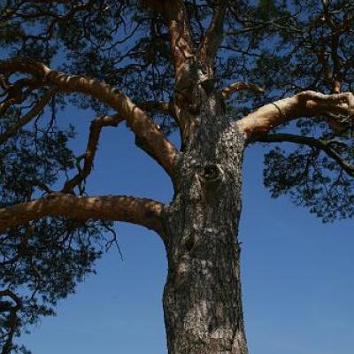 2008 Kuidas Elad Laemmijaerv 816 20170321 1137695083