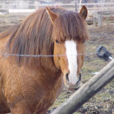 2008 Kuidas Elad Laemmijaerv 850 20170321 1824467635