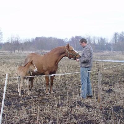 2008 Kuidas Elad Laemmijaerv 851 20170321 1978344809