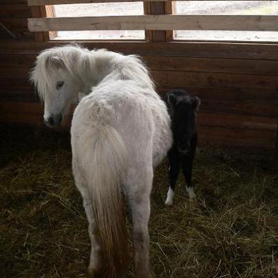 2008 Kuidas Elad Laemmijaerv 883 20170321 1982875957