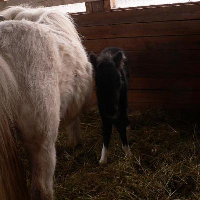 2008 Kuidas Elad Laemmijaerv 885 20170321 1231005270