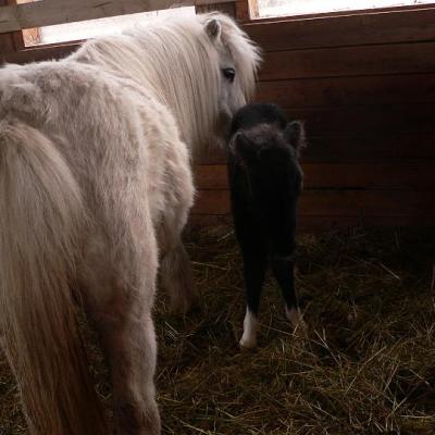 2008 Kuidas Elad Laemmijaerv 886 20170321 1488866649