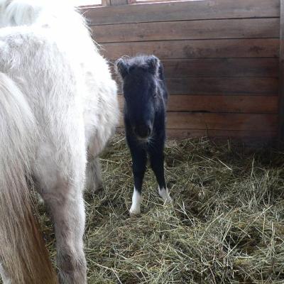 2008 Kuidas Elad Laemmijaerv 887 20170321 1302161025