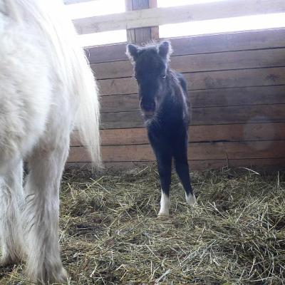 2008 Kuidas Elad Laemmijaerv 888 20170321 1000367334