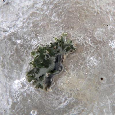 2008 Kuidas Elad Laemmijaerv 899 20170321 1280813076