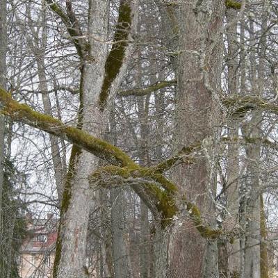 2008 Kuidas Elad Laemmijaerv 905 20170321 1410733768