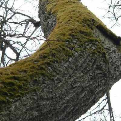 2008 Kuidas Elad Laemmijaerv 910 20170321 1522407814