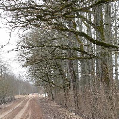 2008 Kuidas Elad Laemmijaerv 918 20170321 1416751433