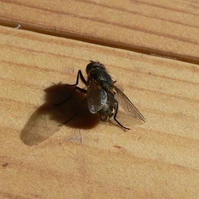 2008 Kuidas Elad Laemmijaerv 924 20170321 1352572357