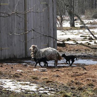 2008 Kuidas Elad Laemmijaerv 929 20170321 1533063049