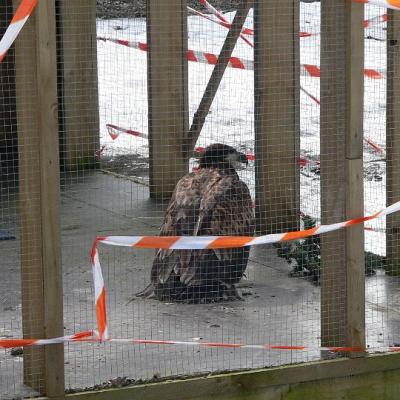 2008 Kuidas Elad Laemmijaerv 936 20170321 1223439905