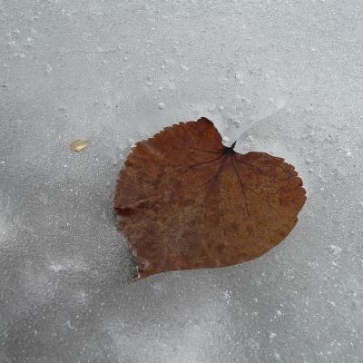 2008 Kuidas Elad Laemmijaerv 941 20170321 1734230287