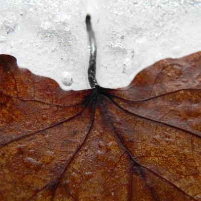 2008 Kuidas Elad Laemmijaerv 943 20170321 1798937749