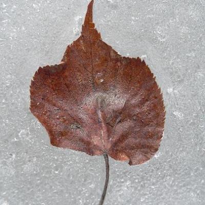 2008 Kuidas Elad Laemmijaerv 948 20170321 1628110710