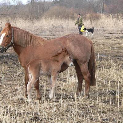 2008 Kuidas Elad Laemmijaerv 950 20170321 1394241289