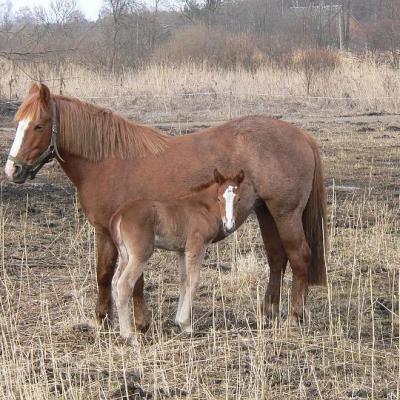 2008 Kuidas Elad Laemmijaerv 951 20170321 1362159289