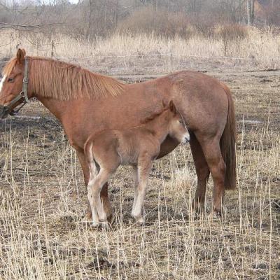 2008 Kuidas Elad Laemmijaerv 952 20170321 1029115429