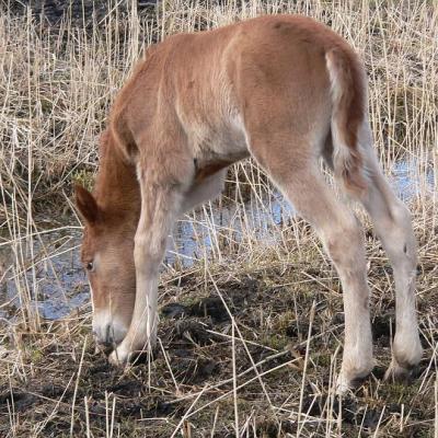 2008 Kuidas Elad Laemmijaerv 954 20170321 1768452991