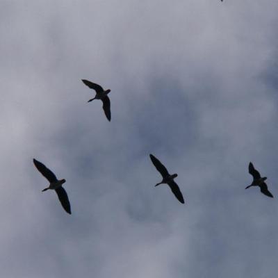 2008 Kuidas Elad Laemmijaerv 955 20170321 1557693910