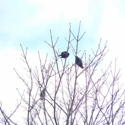 2008 Kuidas Elad Laemmijaerv 958 20170321 1988463875