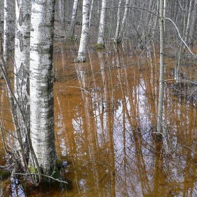 2008 Kuidas Elad Laemmijaerv 963 20170321 1615958732