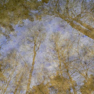 2008 Kuidas Elad Laemmijaerv 964 20170321 1757962641