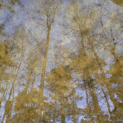 2008 Kuidas Elad Laemmijaerv 966 20170321 1727949127