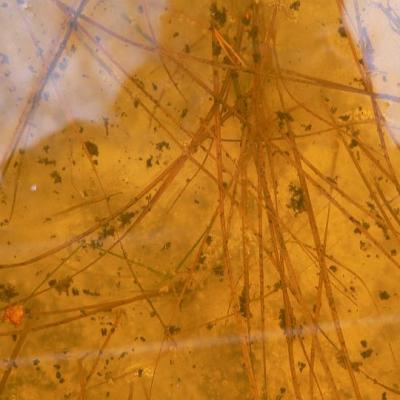 2008 Kuidas Elad Laemmijaerv 967 20170321 1027054946