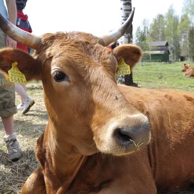 2009 Kuidas Elad Luitemaa 194 20170321 1192004907